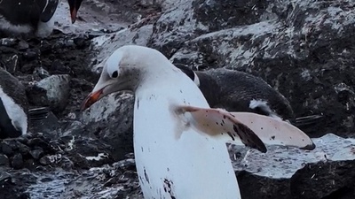 動画:珍しい「真っ白」ペンギン 南極で観察