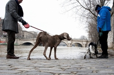 ペットのふん害対策、パリ郊外の町で監視カメラ活用