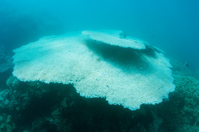 豪グレートバリアリーフ、白化現象からの回復見込みはごくわずか