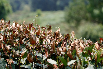 高温で特産の茶葉が「丸焦げ」　杭州