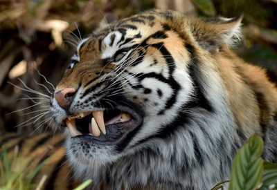 スマトラトラに襲われ男性死亡、1か月で3度目 インドネシア