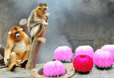 釈迦誕生日の準備が進む韓国、サルもお祝い？