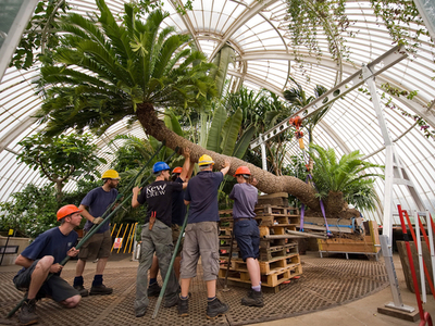 樹齢234年、世界最高齢？の鉢植え 英植物園のソテツ