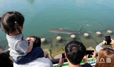 韓国・釜山の親水公園に3.5メートルのサメ…3日連続出現で見物客殺到