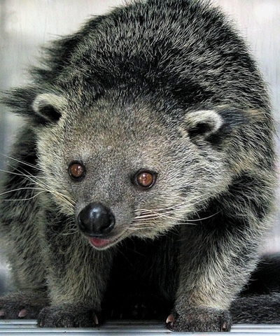 世界の生物の10％が絶滅の危機、オーストラリアの個体数調査