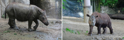 絶滅危惧種スマトラサイ、米動物園が近親交配へ