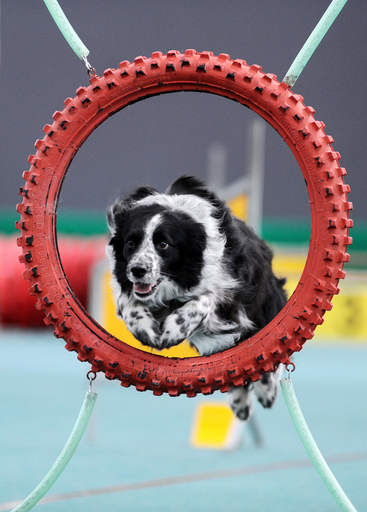 スロバキアで国際ドッグショー