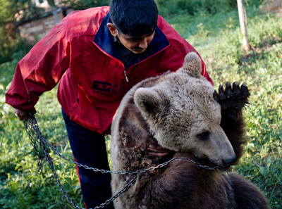 踊る芸をするクマ、ブルガリアで最後の3頭保護