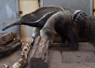 アリクイの赤ちゃん誕生、仏動物園
