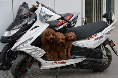 ねえ、早く帰ろうよ！飼い主を待つワンちゃんたち