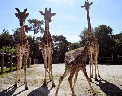 キリン、単独種ではなく4種 研究で確認