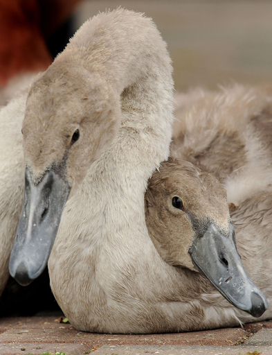 英国伝統の「白鳥調べ」、今年も実施