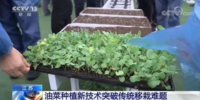 新技術が変えるアブラナの種まき 中国