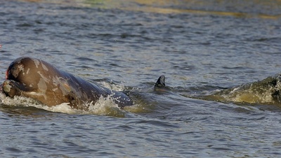 英国の湖のクジラに危機、大規模軍事演習前に救出できず