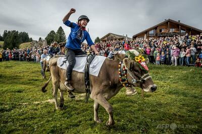 女性騎手限定の牛レース、スイスの山村で開催