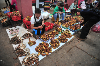 野生キノコぞくぞく、名産地・雲南の雨期