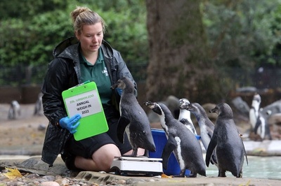 「じっとしててね」 英ロンドン動物園で身体測定