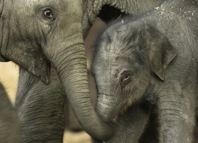 世界初、ゾウの出産をインターネット中継 ベルギー