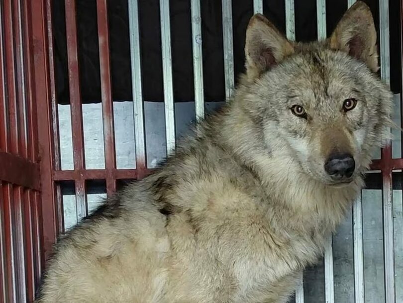 脱走後、無事に保護されたオオカミ「ヌック」＝大田市インスタグラム(c)news1