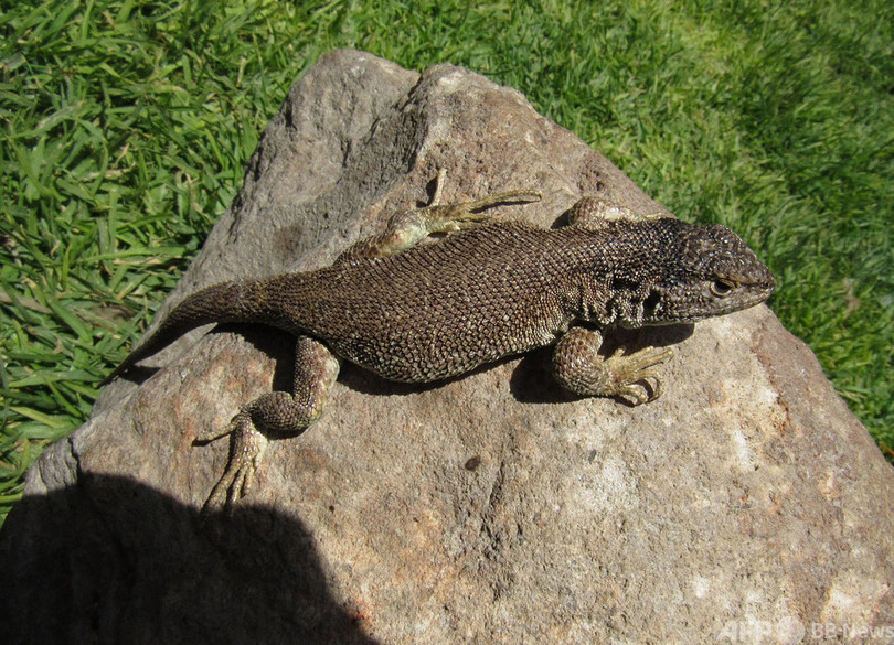  新種のトカゲ発見 ペルー・アンデス山脈