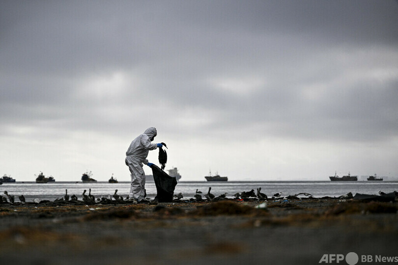 チリ北部の海鳥大量死、鳥インフルウイルス検出されず
