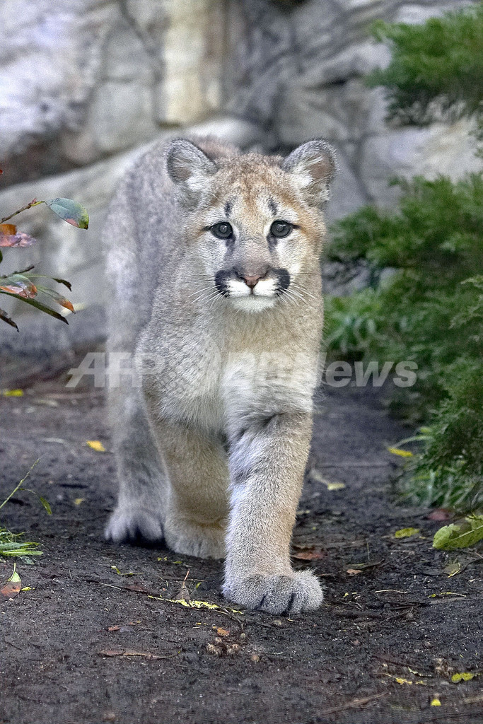 サンディエゴ動物園で暮らす野生のピューマ - 米国