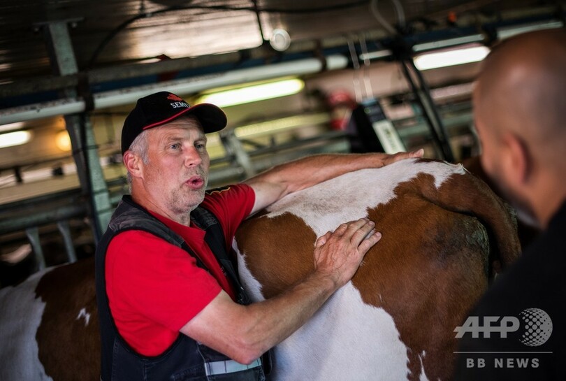 受刑者の更生に牛が一役、スウェーデンの農場刑務所