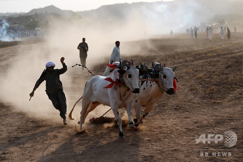 あふれる躍動感 パキスタン伝統の雄牛レース 写真16枚 国際ニュース Afpbb News