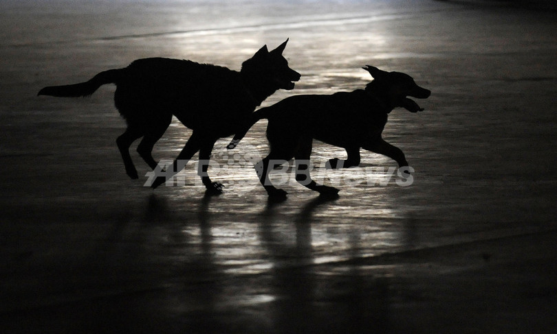 飼い犬の養育権めぐる裁判に判決、フランス 飼い犬の養育権めぐる裁判に判決、フランス