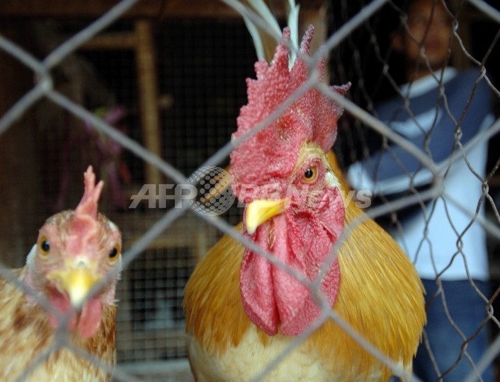 日本の産学協同チーム、インフルエンザの万能ワクチンを開発 日本の産学協同チーム、インフルエンザの万能ワクチンを開発