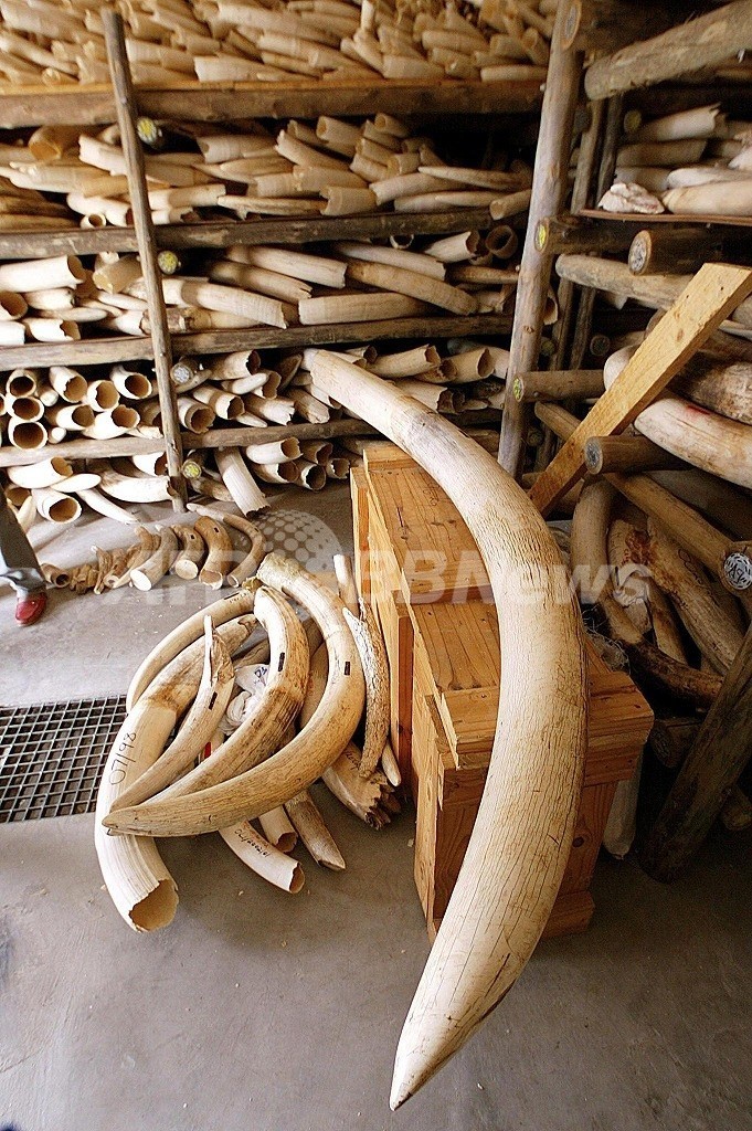 アフリカで史上最大の野生動物製品の摘発作戦、57人を逮捕 アフリカで史上最大の野生動物製品の摘発作戦、57人を逮捕