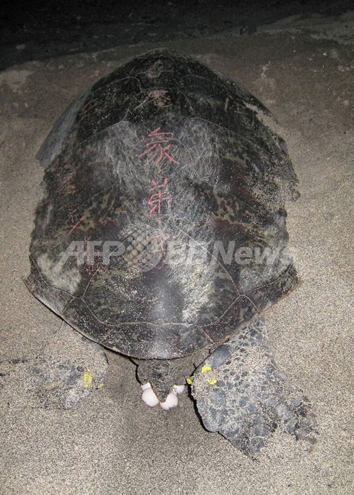 中国で僧侶に命を救われた食用のウミガメ 日本に上陸 写真2枚 国際ニュース Afpbb News 中国で僧侶に命を救われた食用のウミガメ 日本に上陸 写真2枚 国際ニュース Afpbb News