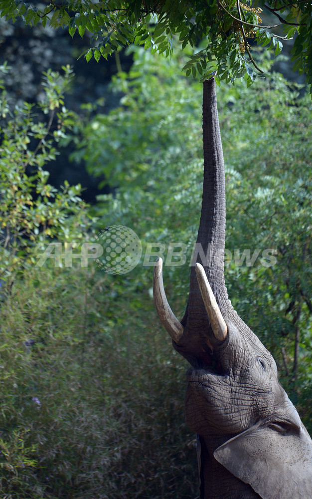 アフリカゾウの鼻のプラスティネーション標本 No.2 即納☆ アフリカゾウの鼻のプラスティネーション標本 (Plastination