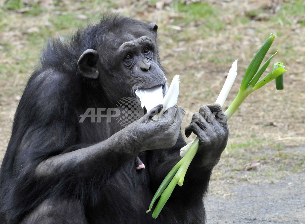 チンパン︎ 伝統的風邪予防、チンパンジーにもネギ 写真6枚 国際ニュース：AFPBB News
