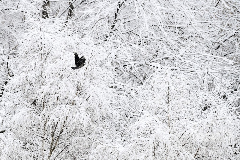 通販半額 【絵画】 ロシアの雪景色 2点 | thetechprofile.com