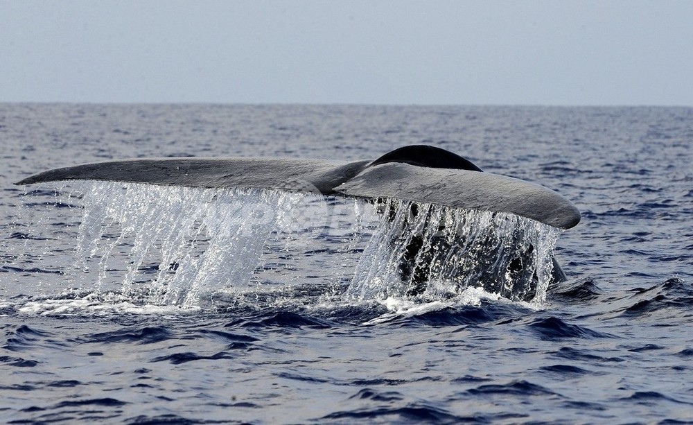 シロナガスクジラの パクリ 1回 0人分の食事に相当 写真1枚 国際ニュース Afpbb News シロナガスクジラの パクリ 1回 0人分の食事に相当 写真1枚 国際ニュース Afpbb News