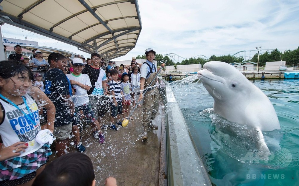 涼しくなった！？」シロイルカが水噴射 八景島シーパラダイス 写真4枚