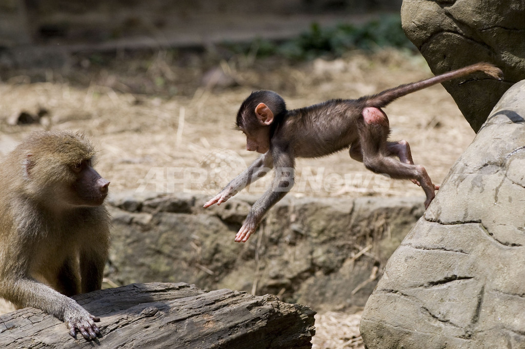パパとにらめっこ 元気いっぱいマントヒヒの赤ちゃん コロンビア 国際ニュース Afpbb News