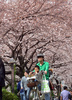 16日に桜の開花宣言が出された東京都心で春分の日の20日、多くの人々が街に出て満開に近づく桜を眺めた（2013年3月20日撮影）。(c)AFP/Yoshikazu TSUNO