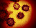 顕微鏡で撮影の新型コロナウイルスSARS-CoV-2（2020年2月27日提供）。(c) AFP PHOTO /NATIONAL INSTITUTES OF HEALTH/NIAID-RML/HANDOUT 