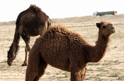 CO2削減で野生ラクダの殺処分を検討、豪州