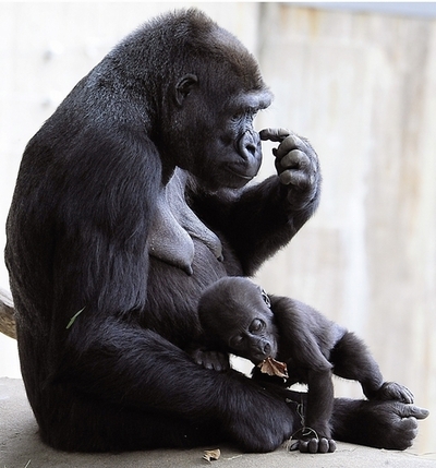 ロンドン動物園のゴリラも婚活、フランスからの「恋人」待ちわびる？