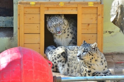 唯一現存の人工飼育で生まれた双子のユキヒョウ、お披露目へ 中国・青海