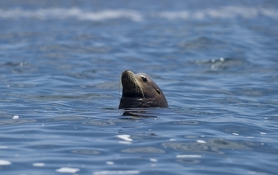 アシカの潜水病を防ぐメカニズムを解明、米研究