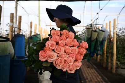【今日の1枚】愛を込めてバラを世界へ コロンビア