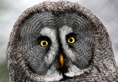 カメラ目線ばっちり！ドイツのカラフトフクロウ