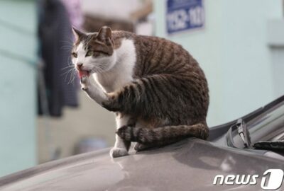 獣医が驚愕、韓国・芸能人の飼い猫「爪がすべて抜かれている…」