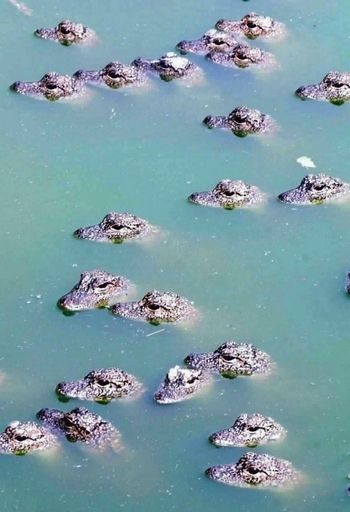 中国の絶滅危惧種ヨウスコウワニ、今後10年で2倍に復活か