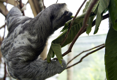 ナマケモノの内臓、逆さにぶら下がるための構造持つ 研究