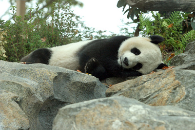 米動物園で急死の赤ちゃんパンダ、死因は肝臓疾患